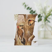 Carte Postale Photo Vintage Flicker Birds (Debout devant)