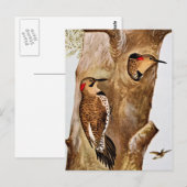 Carte Postale Photo Vintage Flicker Birds (Devant / Derrière)