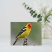 Carte Postale Photo Western Tanager (Debout devant)