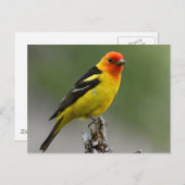 Carte Postale Photo Western Tanager (Devant / Derrière)