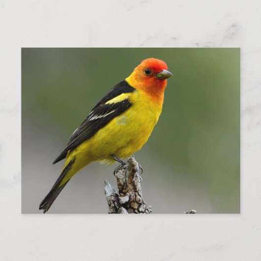 Carte Postale Photo Western Tanager (Devant)
