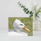 Carte postale photo White Crested Duck (Debout devant)