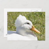 Carte postale photo White Crested Duck (Devant / Derrière)