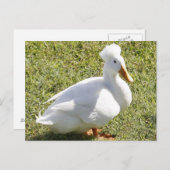 Carte postale photo White Crested Duck (Devant / Derrière)