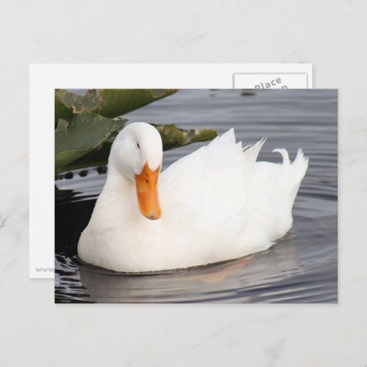 Carte postale photo White Duck (Devant / Derrière)
