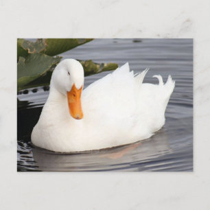 Carte postale photo White Duck