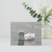 Carte postale photo White Duck (Debout devant)