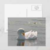 Carte postale photo White Duck (Devant / Derrière)