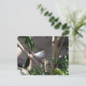 Carte Postale Photo White Finch (Debout devant)