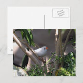 Carte Postale Photo White Finch (Devant / Derrière)