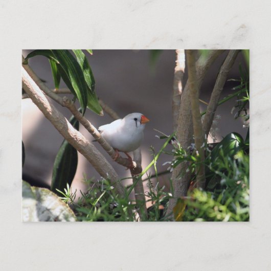 Carte Postale Photo White Finch (Devant)