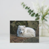 Carte Postale Photo White Fox (Debout devant)