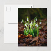 Carte postale Photo White Snowdrops (Devant / Derrière)