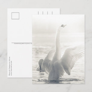 Carte Postale Photo White Swan Nature