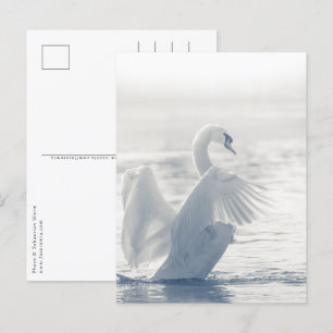 Carte Postale Photo White Swan Wildlife
