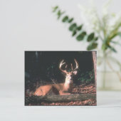Carte Postale Photo White Tail Deer Buck (Debout devant)