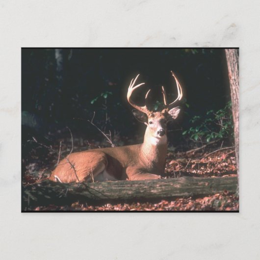 Carte Postale Photo White Tail Deer Buck (Devant)