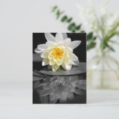 Carte Postale Photo White Water Lily (Debout devant)