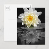 Carte Postale Photo White Water Lily (Devant / Derrière)