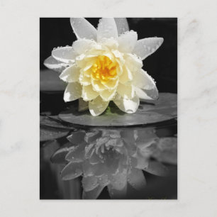 Carte Postale Photo White Water Lily
