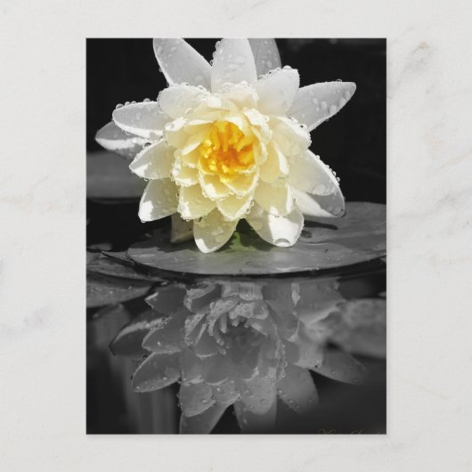 Carte Postale Photo White Water Lily (Devant)