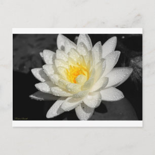 Carte Postale Photo White Water Lily