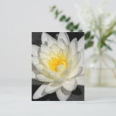 Carte Postale Photo White Water Lily (Debout devant)