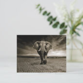 Carte Postale Photo Wildlife Bull Elephant (Debout devant)