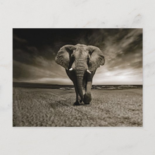 Carte Postale Photo Wildlife Bull Elephant (Devant)