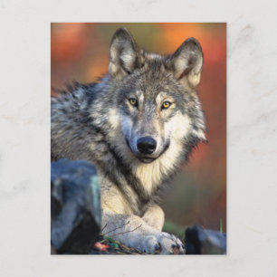 Carte Postale Photo Wolf