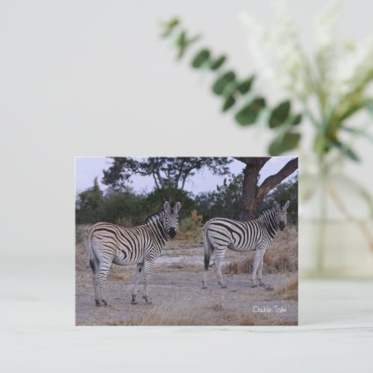 Carte Postale Photo Zebra Double Take (Debout devant)