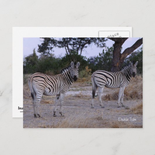 Carte Postale Photo Zebra Double Take (Devant / Derrière)