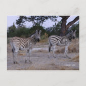 Carte Postale Photo Zebra Double Take (Devant)