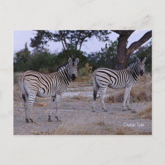 Carte Postale Photo Zebra Double Take (Devant)