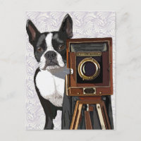 Photographe Boston Terrier 2