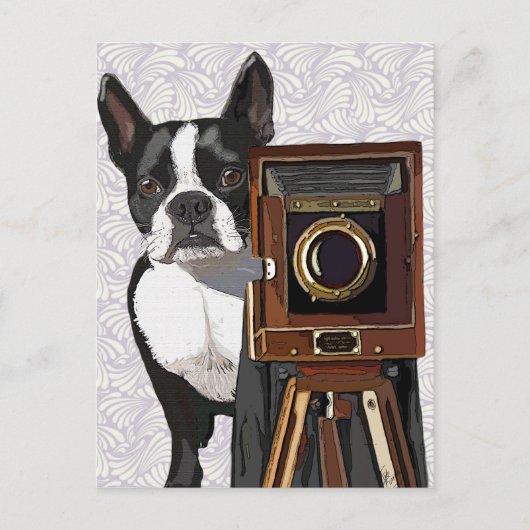Carte Postale Photographe Boston Terrier 2 (Devant)