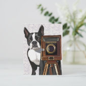 Carte Postale Photographe Boston Terrier 2 (Debout devant)