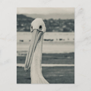Carte Postale Photographe noir et blanc pelican