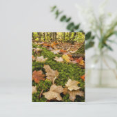 Carte Postale Photographe Wet Autumn Forest Floor (Debout devant)