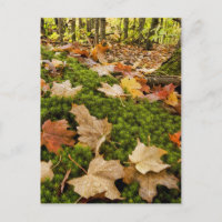 Photographe Wet Autumn Forest Floor