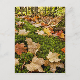 Carte Postale Photographe Wet Autumn Forest Floor