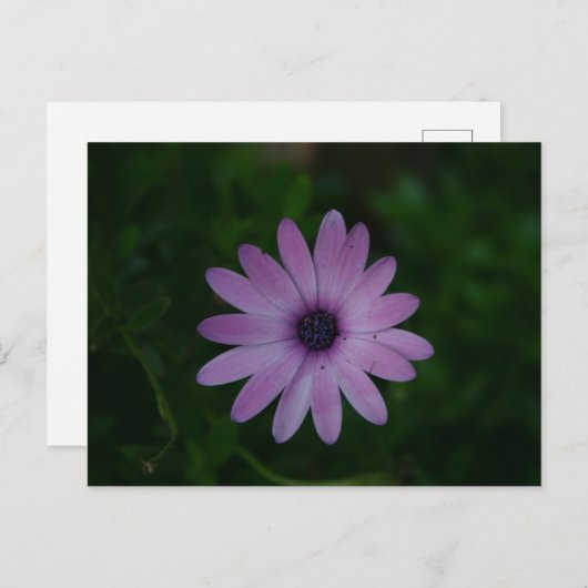 Carte Postale Photographie à fleurs violettes (Devant / Derrière)