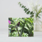 Carte Postale Photographie à papillon (Debout devant)