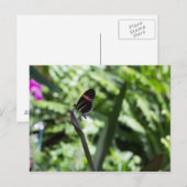 Carte Postale Photographie à papillon (Devant / Derrière)