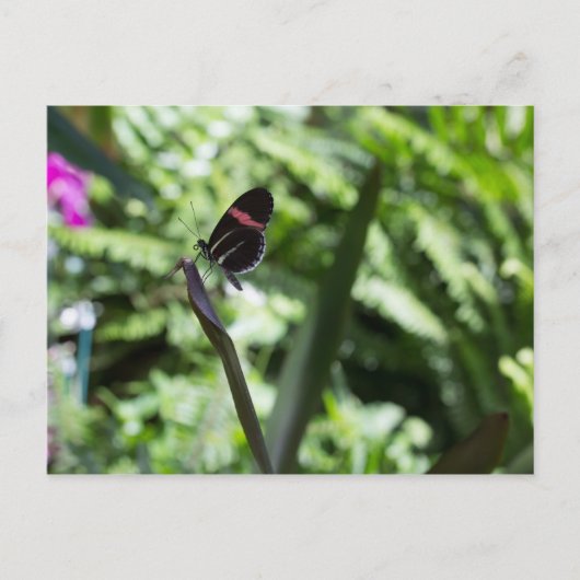 Carte Postale Photographie à papillon (Devant)