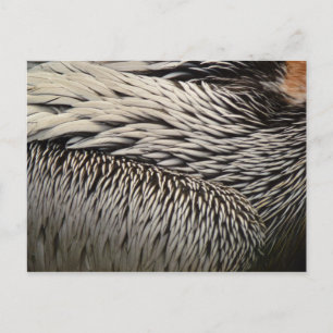 Carte Postale Photographie abstraite de plumes de pélican dans l