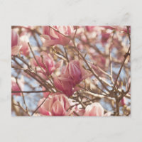 Photographie Abstraite d'un Tulipe Rose