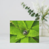 Carte Postale Photographie botanique verte de Bromeliad (Debout devant)