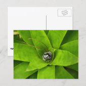 Carte Postale Photographie botanique verte de Bromeliad (Devant / Derrière)
