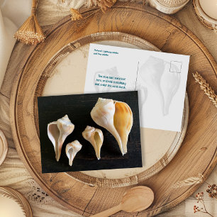 Carte Postale Photographie comparative de coquilles de buccins